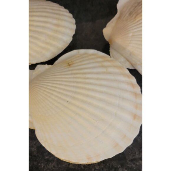 Natural Scallop Seashells & Toothpicks Appetizers Baking Lot of 6 - Picture 4 of 10